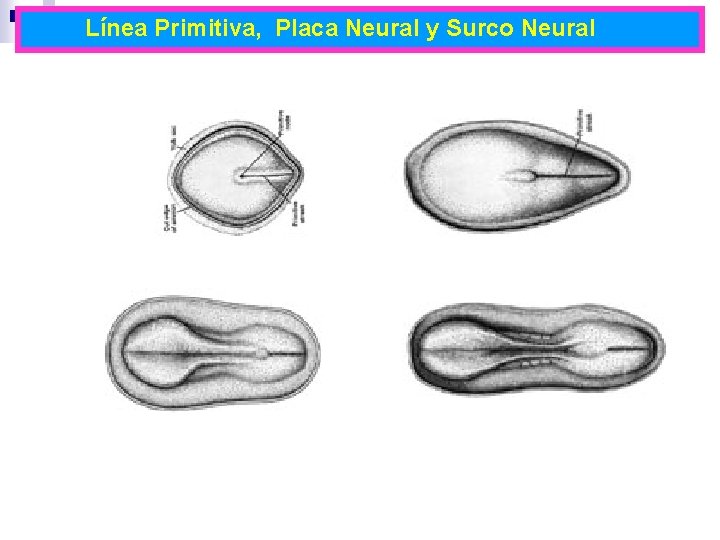 Línea Primitiva, Placa Neural y Surco Neural 