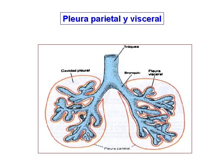 Pleura parietal y visceral 