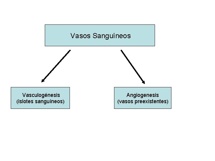 Vasos Sanguíneos Vasculogénesis (islotes sanguíneos) Angiogenesis (vasos preexistentes) 