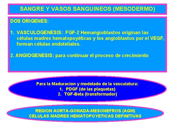 SANGRE Y VASOS SANGUINEOS (MESODERMO) DOS ORIGENES: 1. VASCULOGENESIS: FGF-2 Hemangioblastos originan las células
