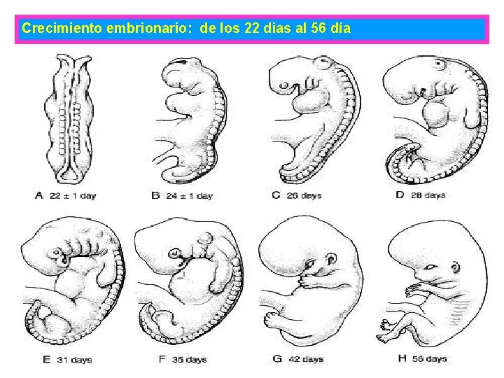 Crecimiento embrionario: de los 22 dias al 56 día 