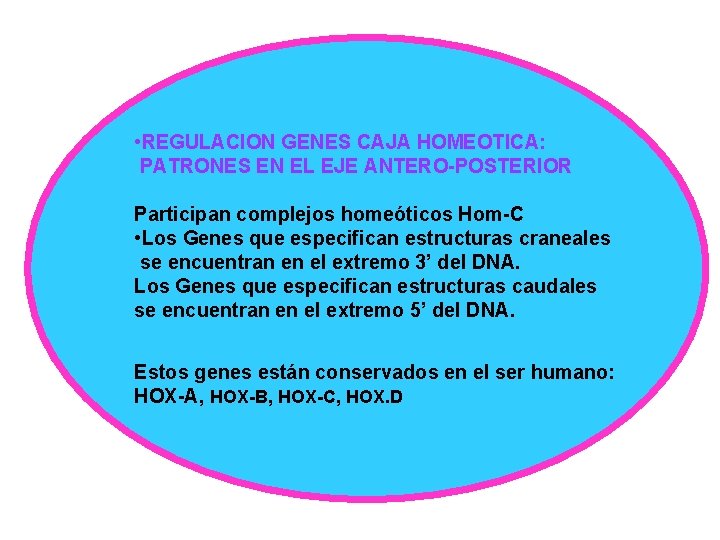  • REGULACION GENES CAJA HOMEOTICA: PATRONES EN EL EJE ANTERO-POSTERIOR Participan complejos homeóticos
