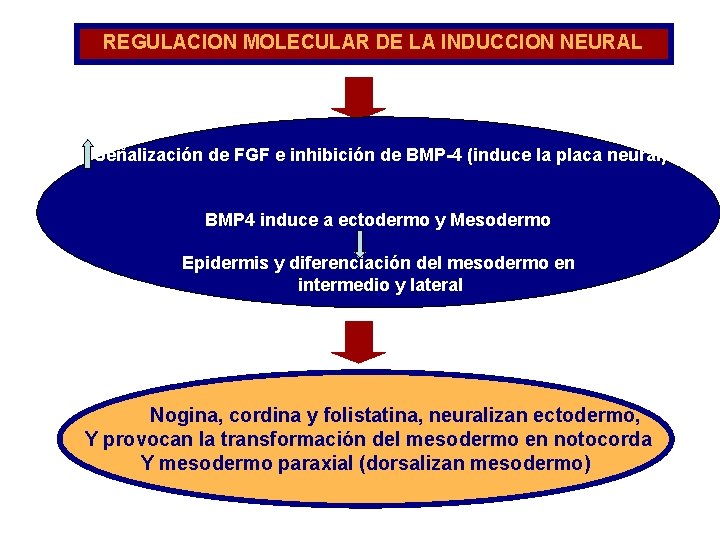 REGULACION MOLECULAR DE LA INDUCCION NEURAL Señalización de FGF e inhibición de BMP-4 (induce