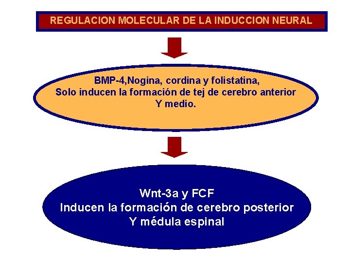 REGULACION MOLECULAR DE LA INDUCCION NEURAL BMP-4, Nogina, cordina y folistatina, Solo inducen la