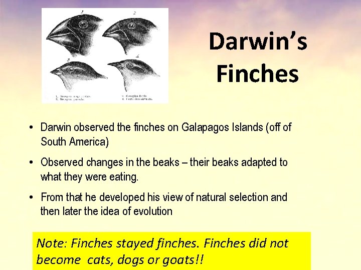 Darwin’s Finches • Darwin observed the finches on Galapagos Islands (off of South America)