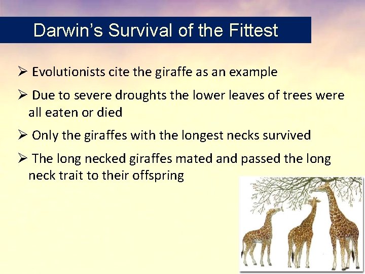 Darwin’s Survival of the Fittest Ø Evolutionists cite the giraffe as an example Ø