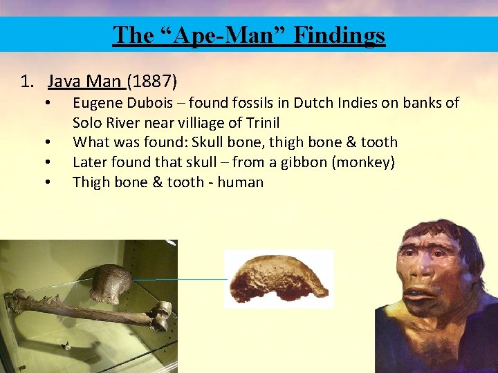 The “Ape-Man” Findings 1. Java Man (1887) • • Eugene Dubois – found fossils