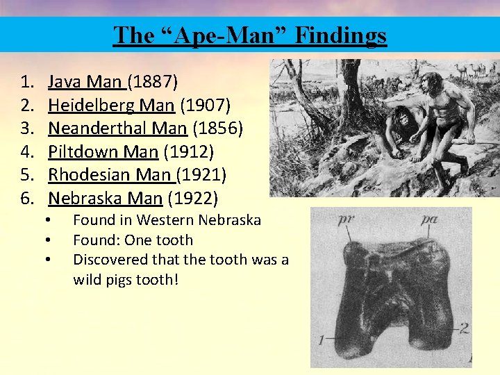 The “Ape-Man” Findings 1. 2. 3. 4. 5. 6. Java Man (1887) Heidelberg Man