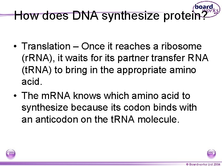 How does DNA synthesize protein? • Translation – Once it reaches a ribosome (r.