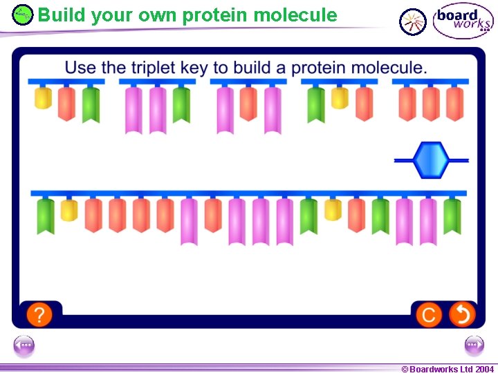Build your own protein molecule © Boardworks Ltd 2004 © Boardworks Ltd 