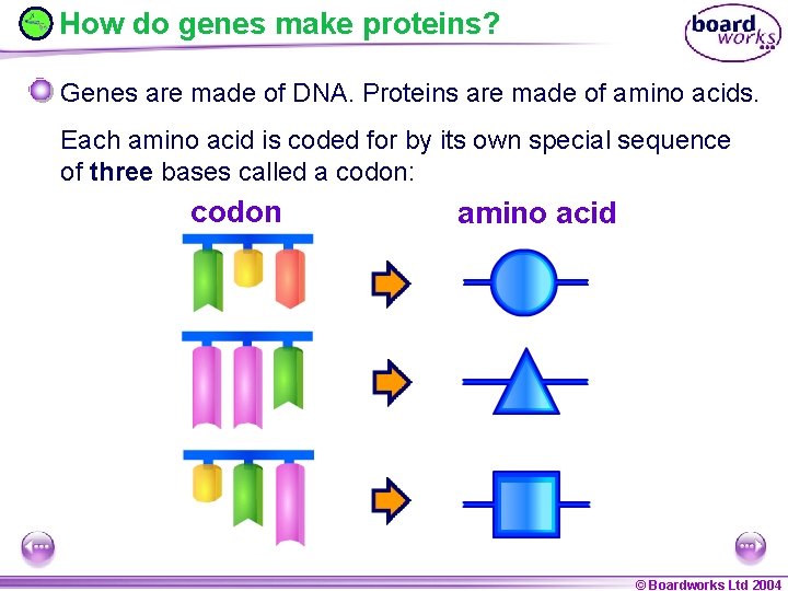 How do genes make proteins? Genes are made of DNA. Proteins are made of
