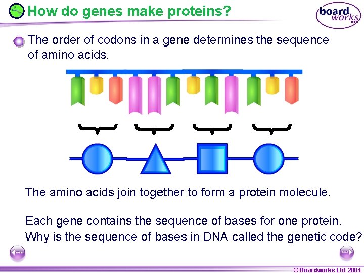 How do genes make proteins? The order of codons in a gene determines the