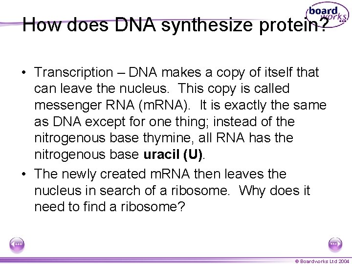 How does DNA synthesize protein? • Transcription – DNA makes a copy of itself