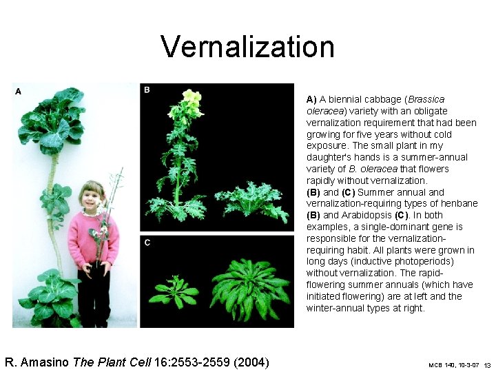 Vernalization A) A biennial cabbage (Brassica oleracea) variety with an obligate vernalization requirement that