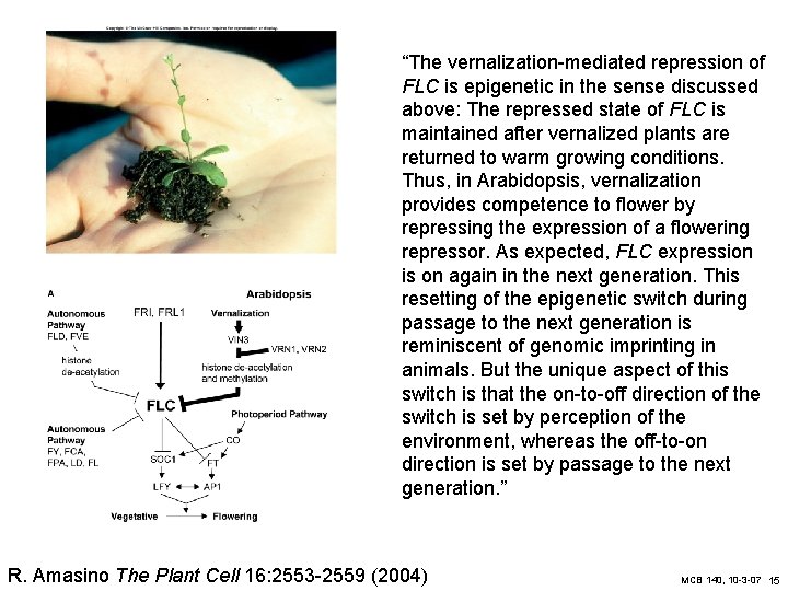 “The vernalization-mediated repression of FLC is epigenetic in the sense discussed above: The repressed