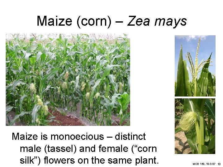 Maize (corn) – Zea mays Maize is monoecious – distinct male (tassel) and female
