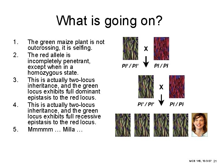 What is going on? 1. 2. 3. 4. 5. The green maize plant is