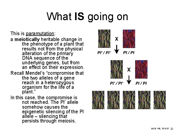 What IS going on This is paramutation: a meiotically heritable change in the phenotype