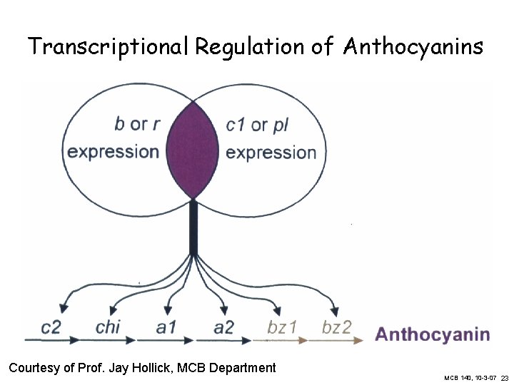 Transcriptional Regulation of Anthocyanins Courtesy of Prof. Jay Hollick, MCB Department MCB 140, 10