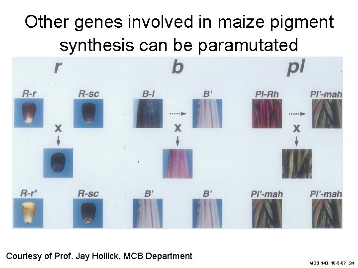 Other genes involved in maize pigment synthesis can be paramutated Courtesy of Prof. Jay