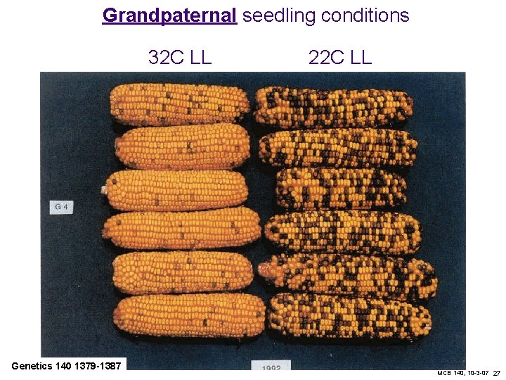 Grandpaternal seedling conditions 32 C LL Genetics 140 1379 -1387 22 C LL MCB