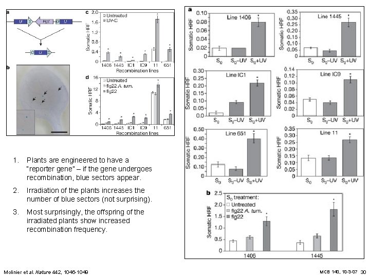 1. Plants are engineered to have a “reporter gene” – if the gene undergoes