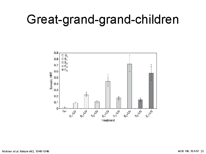 Great-grand-children Molinier et al. Nature 442, 1046 -1049 MCB 140, 10 -3 -07 31