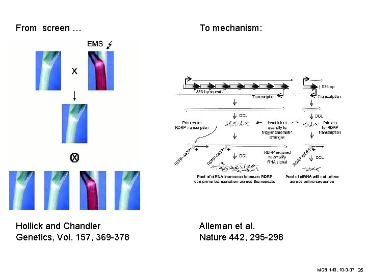 From screen … To mechanism: Hollick and Chandler Genetics, Vol. 157, 369 -378 Alleman