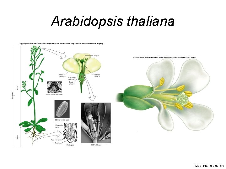 Arabidopsis thaliana MCB 140, 10 -3 -07 36 