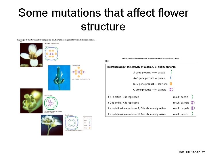 Some mutations that affect flower structure MCB 140, 10 -3 -07 37 