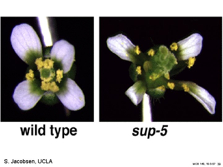 S. Jacobsen, UCLA MCB 140, 10 -3 -07 39 