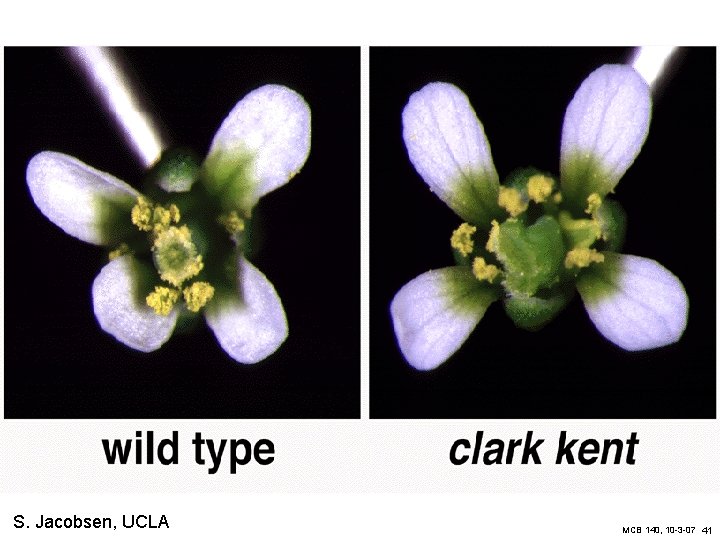 S. Jacobsen, UCLA MCB 140, 10 -3 -07 41 