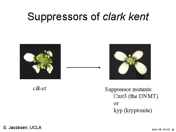 Suppressors of clark kent clk-st S. Jacobsen, UCLA Suppressor mutants: Cmt 3 (the DNMT)