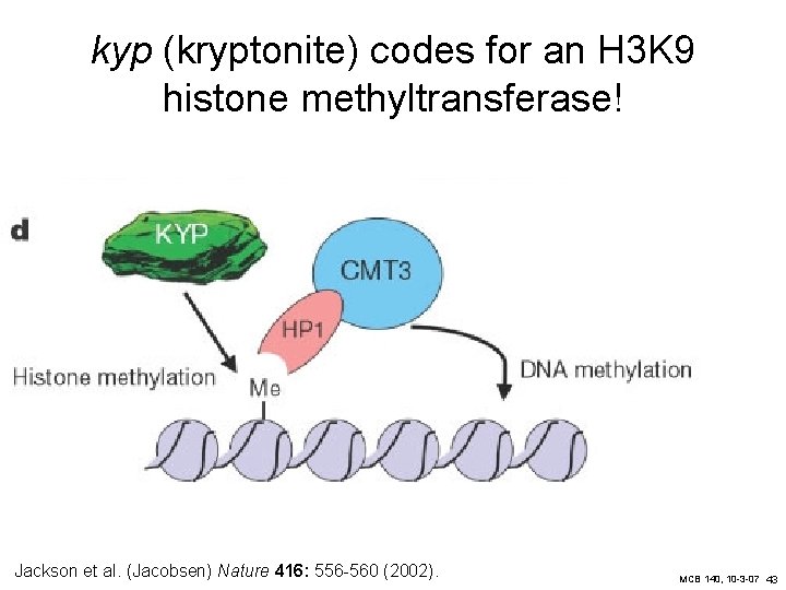 kyp (kryptonite) codes for an H 3 K 9 histone methyltransferase! Jackson et al.