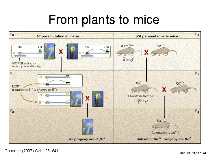 From plants to mice Chandler (2007) Cell 128: 641 MCB 140, 10 -3 -07