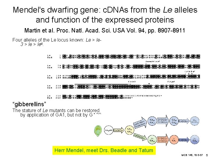 Mendel's dwarfing gene: c. DNAs from the Le alleles and function of the expressed