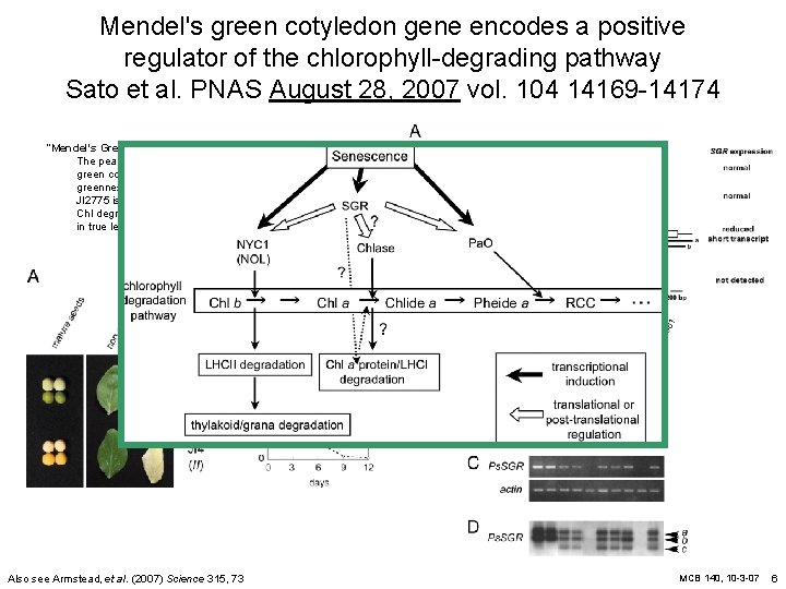 Mendel's green cotyledon gene encodes a positive regulator of the chlorophyll-degrading pathway Sato et