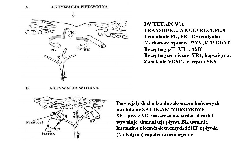 DWUETAPOWA TRANSDUKCJA NOCYRECEPCJI Uwalnianie PG, BK i K+(eudynia) Mechanoreceptory- P 2 X 3 ,