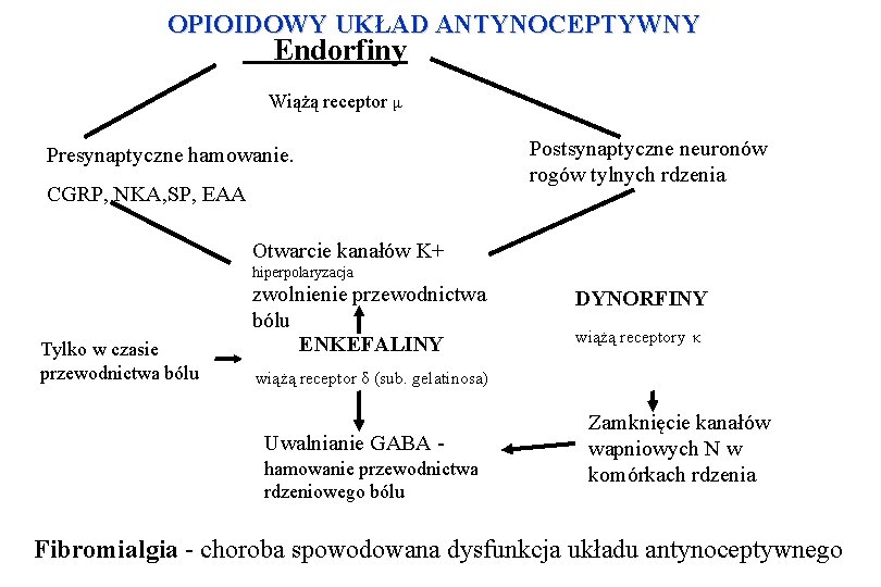 OPIOIDOWY UKŁAD ANTYNOCEPTYWNY Endorfiny Wiążą receptor μ Presynaptyczne hamowanie. CGRP, NKA, SP, EAA Postsynaptyczne