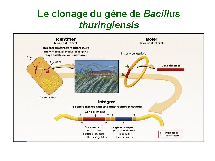 Le clonage du gène de Bacillus thuringiensis 
