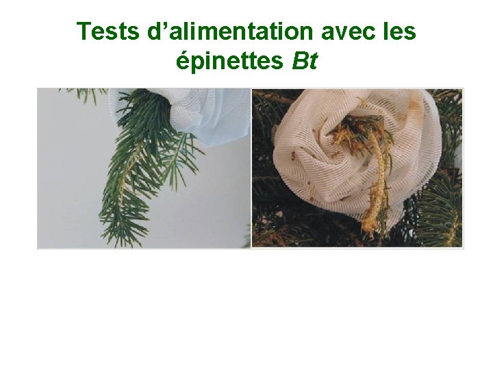 Tests d’alimentation avec les épinettes Bt 