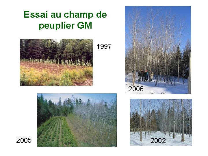 Essai au champ de peuplier GM 1997 2006 2005 2002 