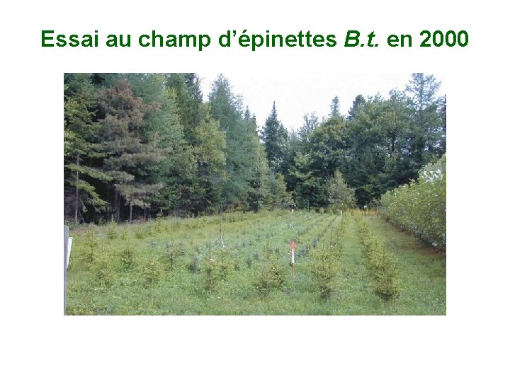 Essai au champ d’épinettes B. t. en 2000 