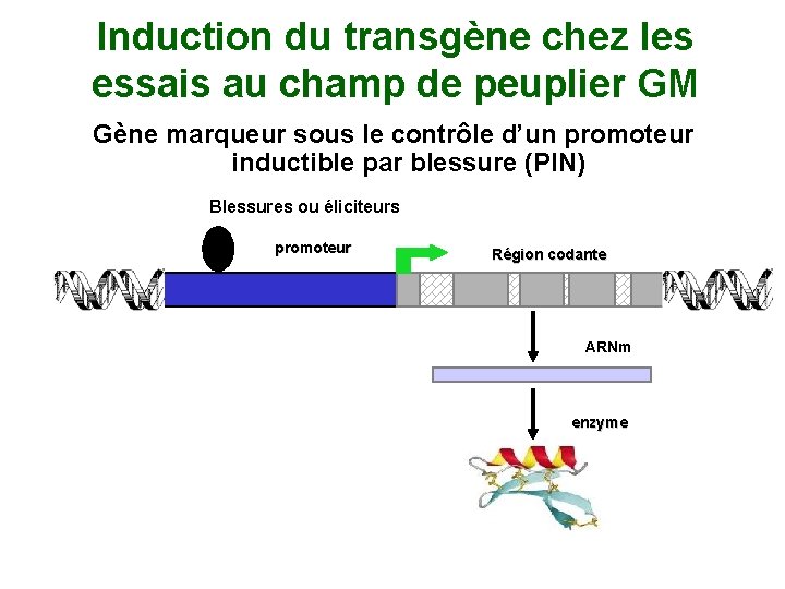 Induction du transgène chez les essais au champ de peuplier GM Gène marqueur sous