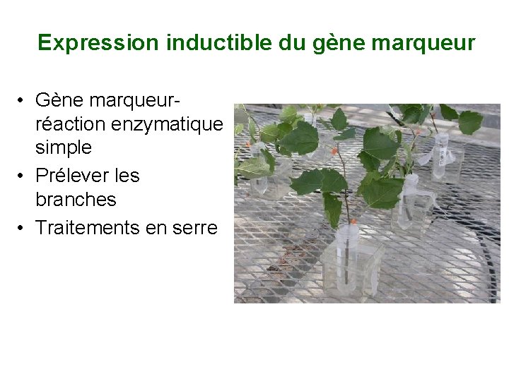 Expression inductible du gène marqueur • Gène marqueurréaction enzymatique simple • Prélever les branches