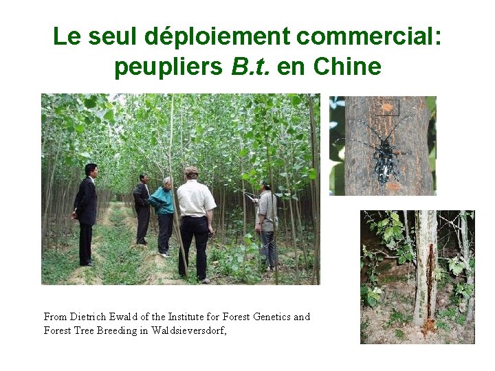 Le seul déploiement commercial: peupliers B. t. en Chine From Dietrich Ewald of the