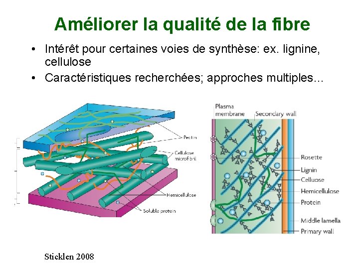 Améliorer la qualité de la fibre • Intérêt pour certaines voies de synthèse: ex.