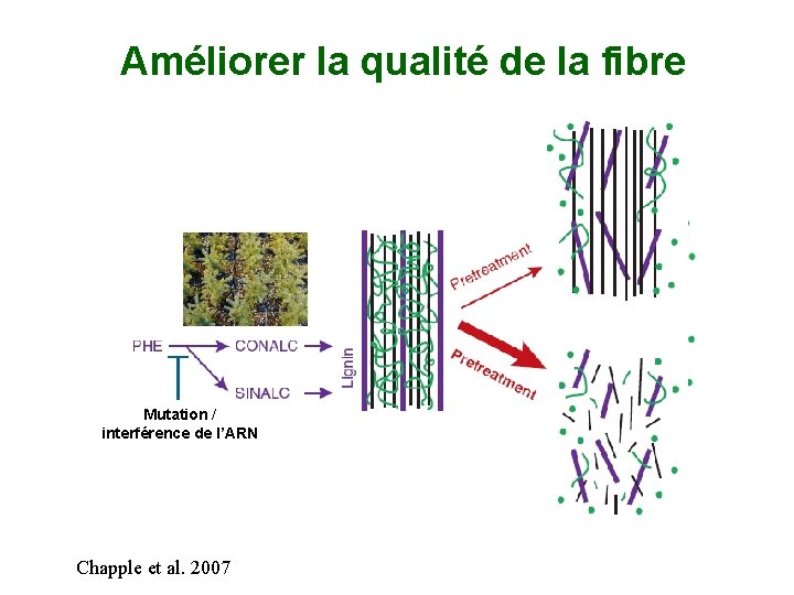 Améliorer la qualité de la fibre Croisement ou AGM Mutation / interférence de l’ARN