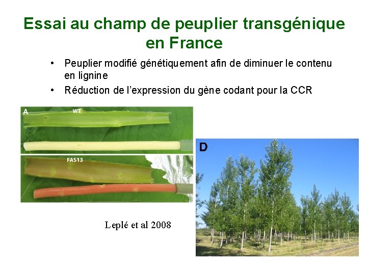 Essai au champ de peuplier transgénique en France • Peuplier modifié génétiquement afin de