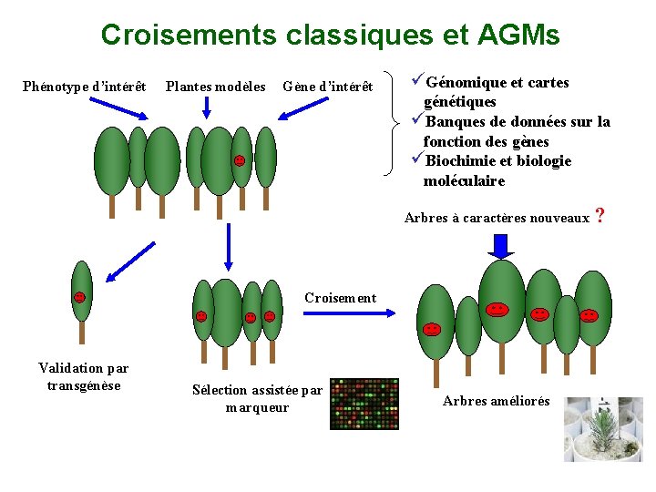Croisements classiques et AGMs Phénotype d’intérêt Plantes modèles Gène d’intérêt üGénomique et cartes génétiques